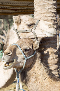 骆驼在摩洛哥农场