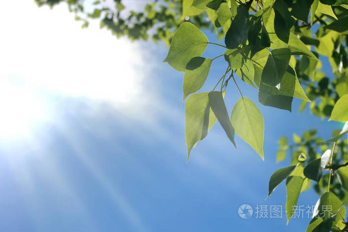 晴朗的蓝天上绿树成荫的新鲜绿叶