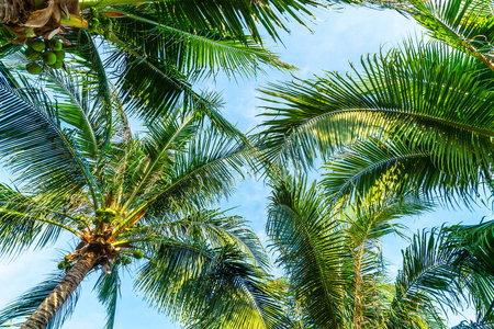 椰子棕榈树与蓝天假日假期概念
