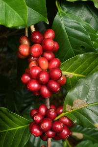 成熟的咖啡豆