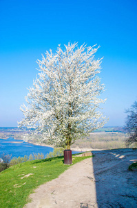 蓝天上盛开的米拉贝尔树