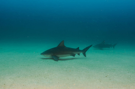 公牛鲨鱼 Carcharhinus leucas。太平洋海洋之海礁