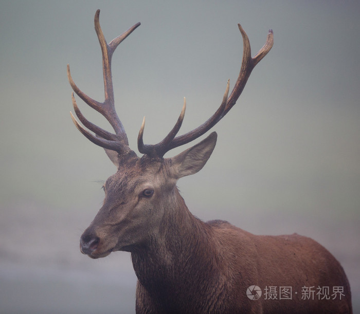 鹿角的红鹿