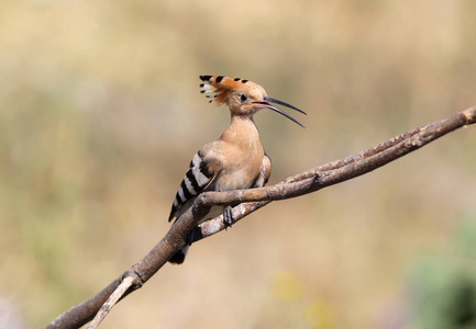 关闭照片一个 hoopoe 与开放的喙坐在一个 diagonale 分支上模糊的背景