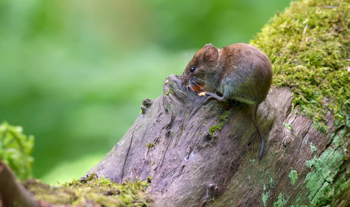 河岸田鼠在森林的大树干的空心附近哺养自己