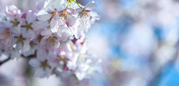 花香春柔背景, 樱花樱花枝盛开