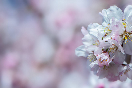 花香春柔背景, 樱花樱花枝盛开