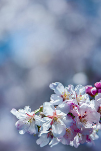 花香春柔背景, 樱花樱花枝盛开