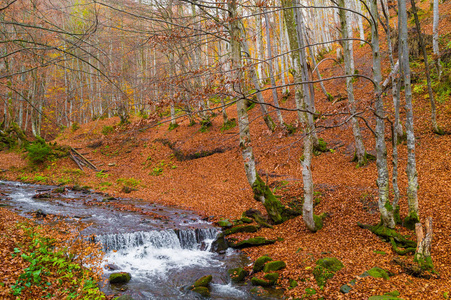 秋天的森林与河