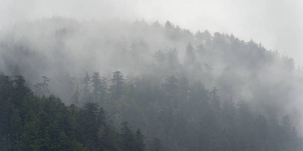 雾森林, 斯基纳夏洛特区域区, 海达 Gwaii, 格雷厄姆岛, 不列颠哥伦比亚, 加拿大