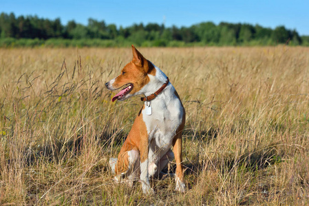 乡村背景上有白色斑纹的红色 Basenji