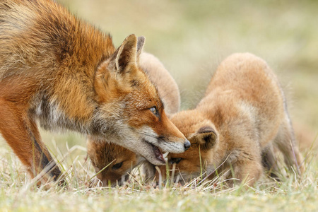 红狐狸幼崽构成