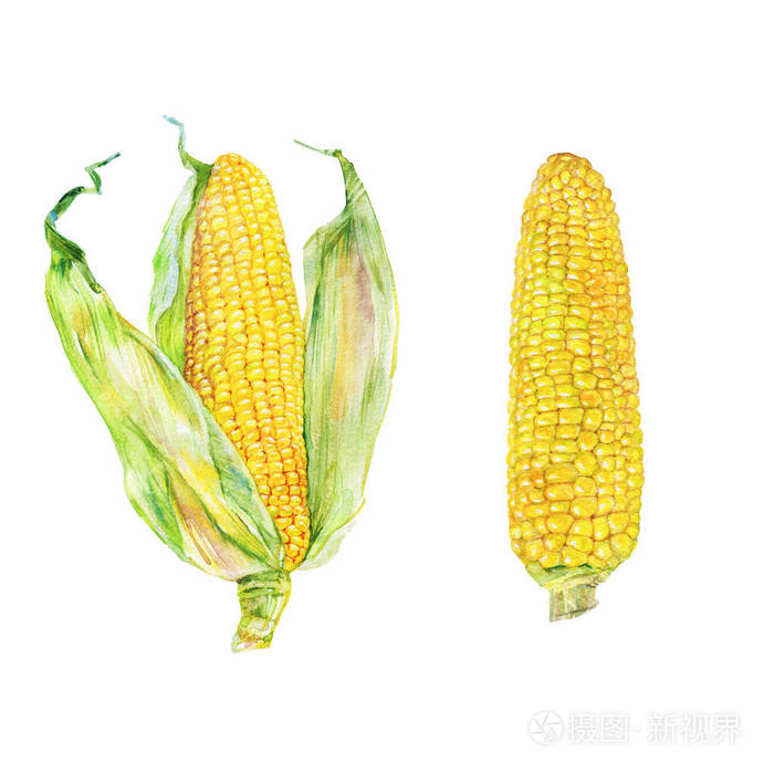 手工画的蔬菜插图.画玉米