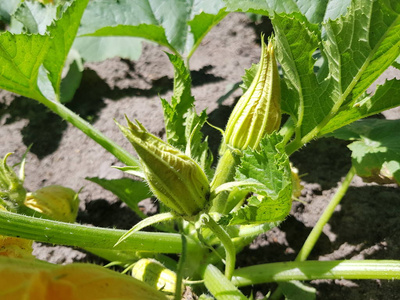 花园里长满了花的南瓜灌木。蔬菜 farmin