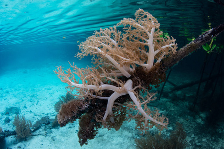 蓝色的水红树林的根部的软珊瑚
