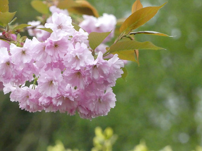 英国埃塞克斯郡的治疗樱花盛开