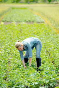 妇女农艺师或农夫在夏天土豆领域工作