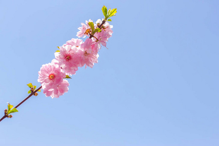 日本的樱花樱花的分支