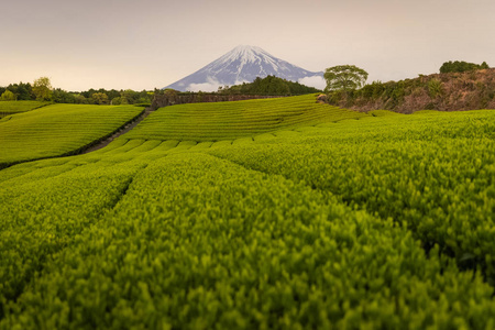 春季茶场与富士山图片