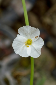 白色 burhead 花