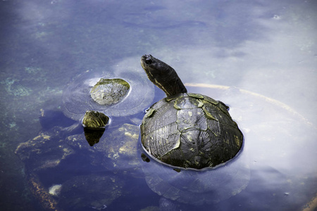 古巴滑块 Trachemys decussata, 原产于古巴的海龟de Zapata 国家公园Zapata 沼泽, 古