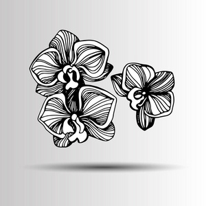 卡通插图的兰花矢量图标。手绘兰花花镶。黑色和白色矢量图