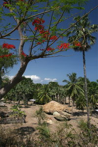 在 Lantam 村景观