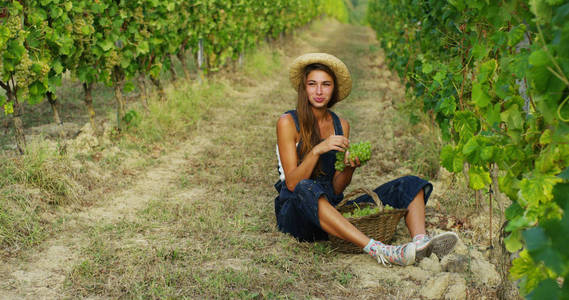 女孩在 9 月收获的葡萄园，收集所选的葡萄串在意大利为很大的收获。生物学的概念 id 有机食品和美酒手工制作