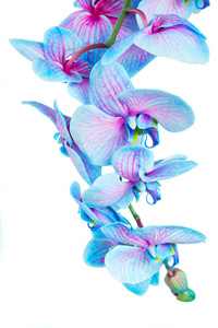 茎的蓝色兰花