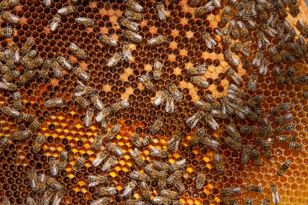 近处的工作蜜蜂和收集的花粉在视图浩