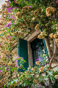 在古老的建筑在意大利一家窗户上鲜艳的粉红色花朵簕杜鹃