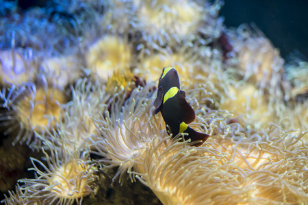 小丑鱼在海中的珊瑚
