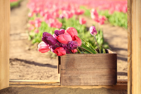 阳光明媚的春天, 盛开着郁金香的木制板条箱