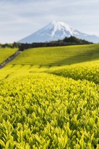 茶园和春天在静冈县的富士山