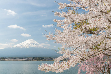 樱花的樱花开花和富士山在河口湖，日本在春天的季节里