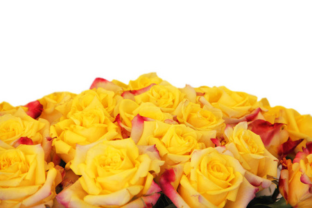 黄色玫瑰花束