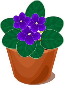非洲紫罗兰花在白色背景上的锅