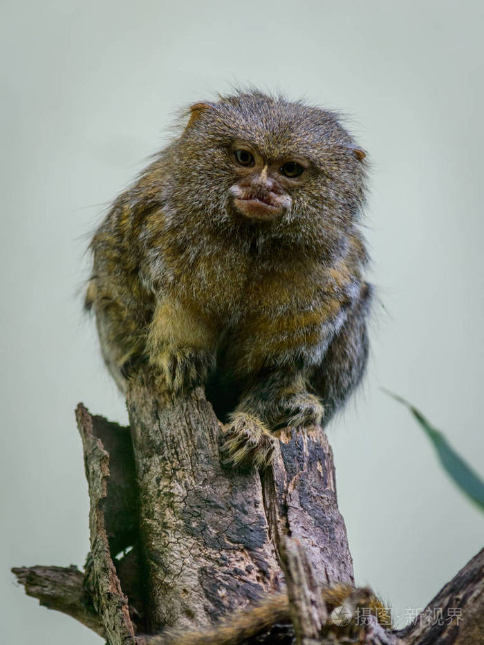 pygmy marmoset(callithrix pygmaea)