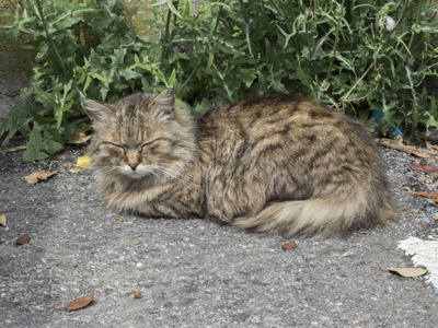 可爱的猫在后院