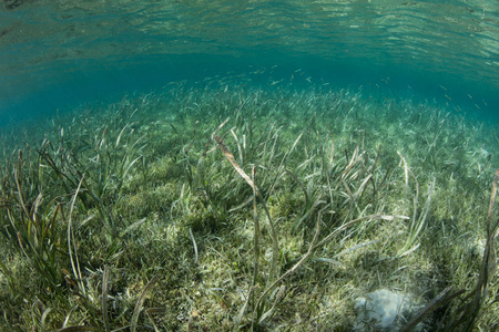 一座宁静的海草草场生长在印尼的 Wakatobi 国家公园。海草是许多幼鱼礁的重要苗圃