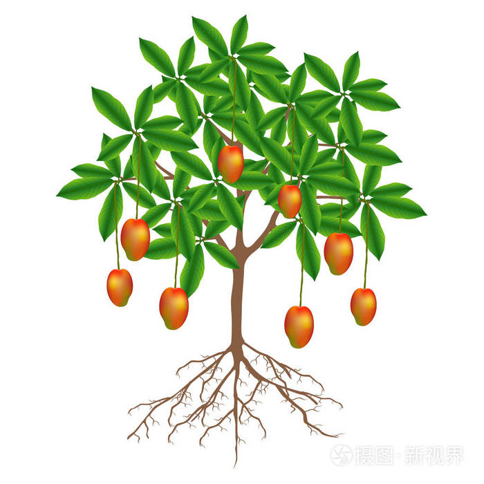 在白色背景上有水果的芒果树