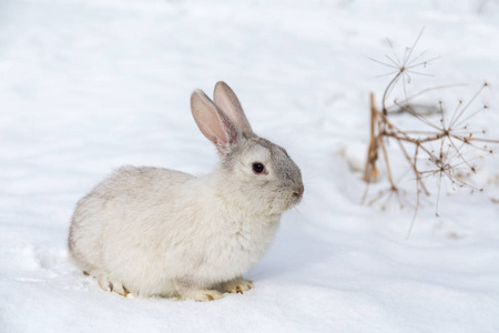 白雪上的白兔画像