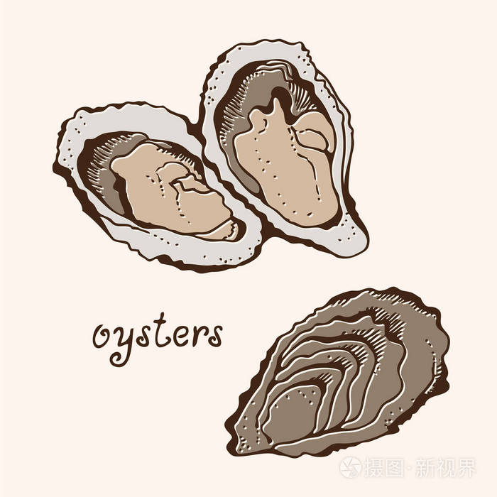 牡蛎向量集, 手绘插图