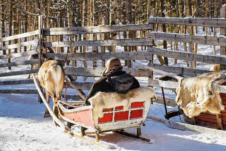 男人在驯鹿雪橇在冬天罗瓦涅米乘坐之前