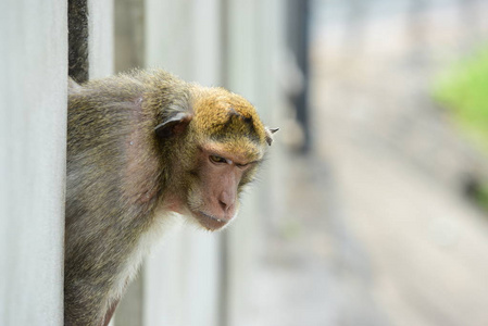 猴家有一个猴妈妈和一个可爱的猴子宝宝。猴子吃的食物, 游客 throwmonkey 是玩和凝视