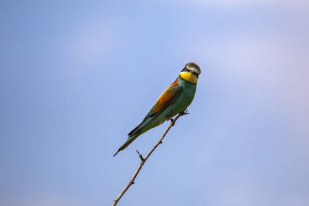 蜂食鸟 Merops apiaster 在不同的姿势