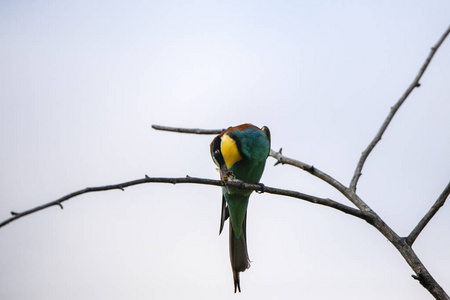 蜂食鸟 Merops apiaster 在不同的姿势