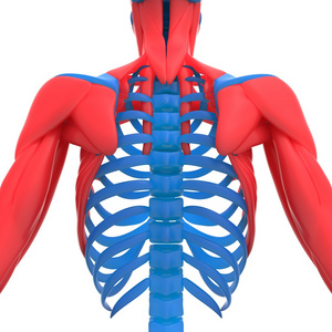 人类骨架肩胛骨与肋骨