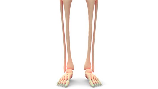 人类的骨架腿部关节