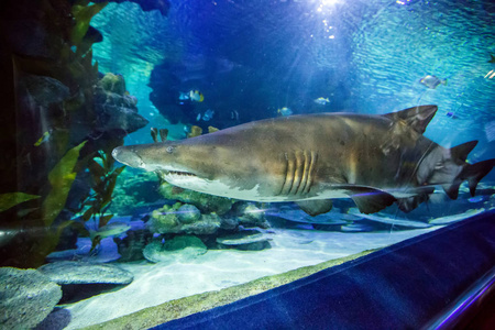 鲨鱼在水族馆